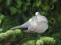 beautiful and amazing Bird Dove