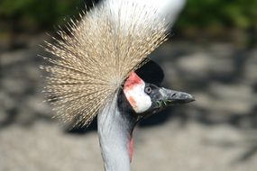 bird's head with a large crest