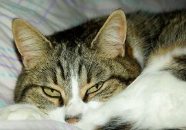 the cat lies with open eyes on the couch