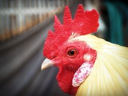 bright red cock head in light