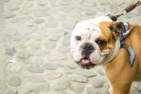 bulldog walks on the pavement