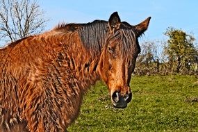 hairy red horse