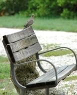 gray pigeon on a wooden bench