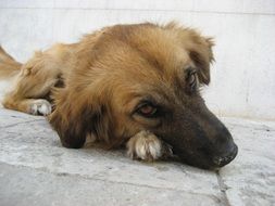 unusually handsome Sad Dog