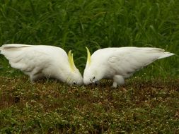 two white cockatoo on green grass