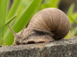 slowl snail with its shell