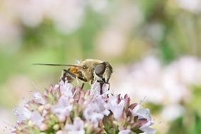 Drone Fly sitting on a colorful flower at blurred background