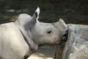 beautiful and cute White Rhino Baby