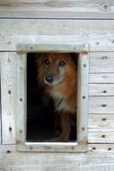 red dog in the booth at the animal shelter