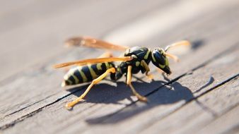 Wasp close-up on blurred background