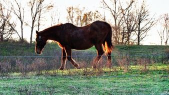 Sunlight on the brown horse on the farm