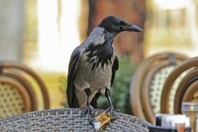 Black and grey crow