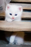 white kitten on wooden steps