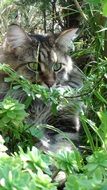 domestic cat sitting in green grass