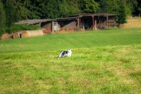 black and white cat on a farm meadow