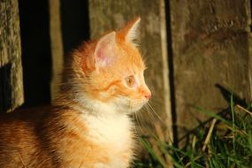 portrait of a young adorable cat