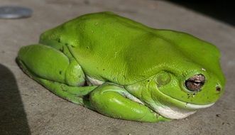 big green australian frog