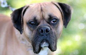portrait of a boxer dog on a green background