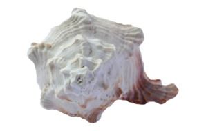 white seashell in the form of a spiral