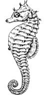 seahorse drawing