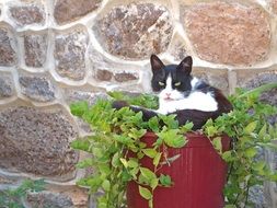 black and white cat lies on a flower pot