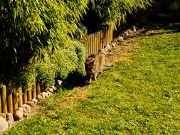 Cat walking along garden fence