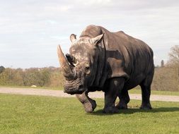 big rhino in safari