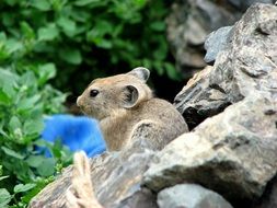 sardinian pika on stone in Mongolia