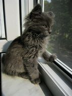 grey furry kitten on the windowsill