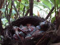 chicks in nest close up