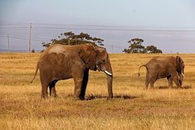 elephants in dry grass safari