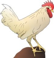 drawing of a white rooster on a stone
