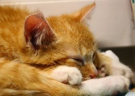 relaxing young red cat