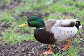 Mallard walking in nature