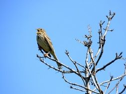 Sparrow perched on a Tree Branch