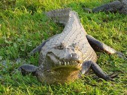 Argentina Alligator on the grass