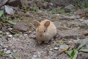 red Baby Rabbit on ground