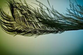 black feather on a blue background