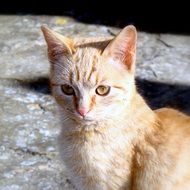 portrait of a young red cat