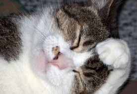 Cat Washing Face with paw