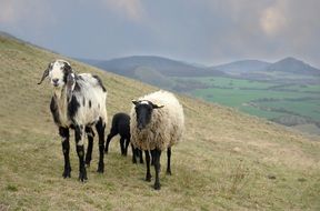 Landscape with the sheeps on the pasture