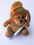 teddy dog with a thermometer