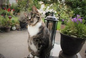 cat sitting in the garden