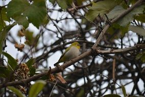 Silvereye on the tree