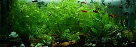 aquarium with exotic fish and bushes