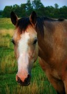 portrait of a farm horse in summer