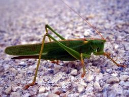 Grasshopper on the stones