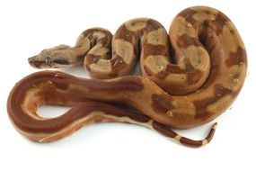 exotic brown snake with orange spots