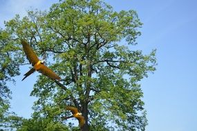 Aras Parrots on the tree