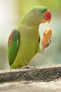 green Parrot holding bisquit with foot